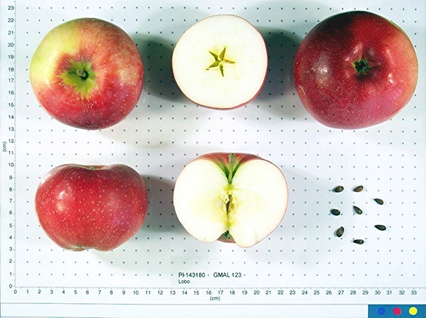 The inside of an apple.