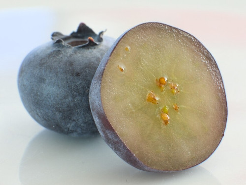 A cross-section of a normal blueberry.