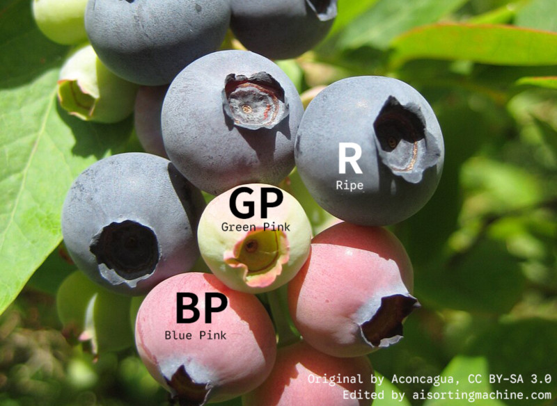 The image shows three levels of blueberry ripeness: R, GP, and BP. R represents ripe, GP represents Green Pink, and BP represents Blue Pink. These colors indicate the ripeness of the blueberries, allowing for selection.