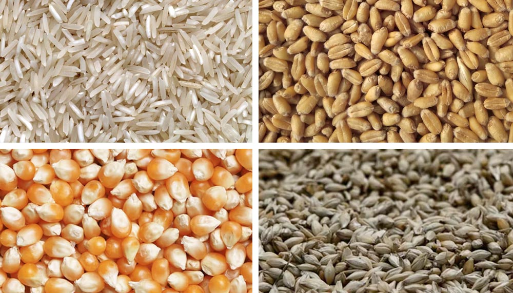 Picture shows common grains such as Rice, Wheat, Corn, and Barley.