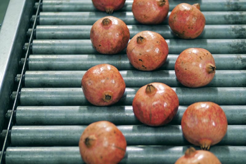 Pomegranates waiting to be sorted on the conveyor belt.