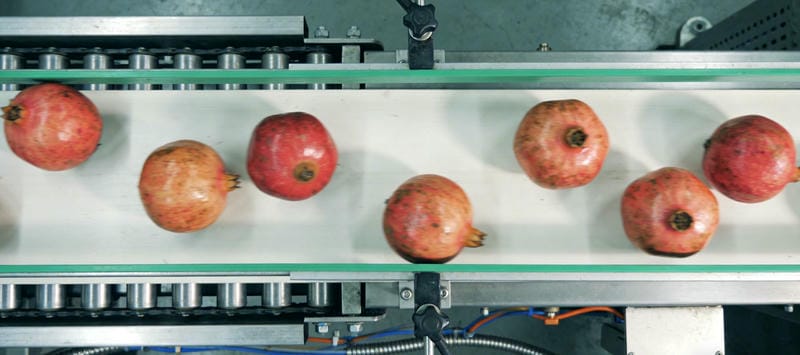 Pomegranates waiting to be sorted on the conveyor belt.