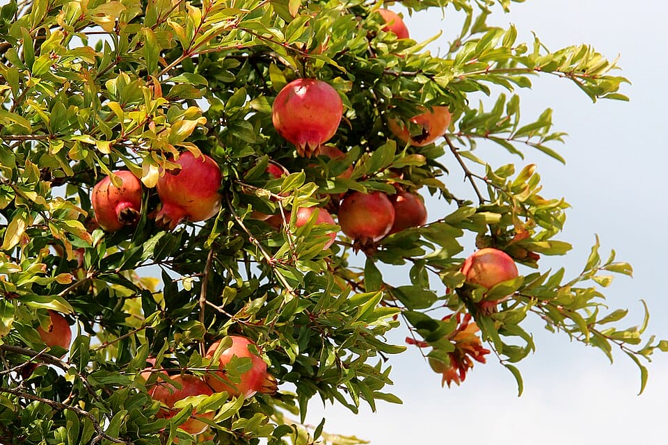 Pomegranate