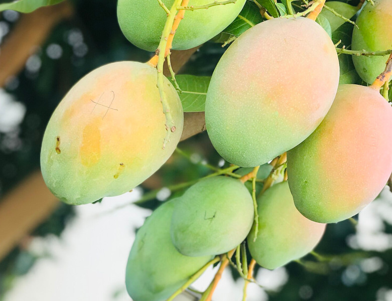 Unripe mangoes in the mango tree.