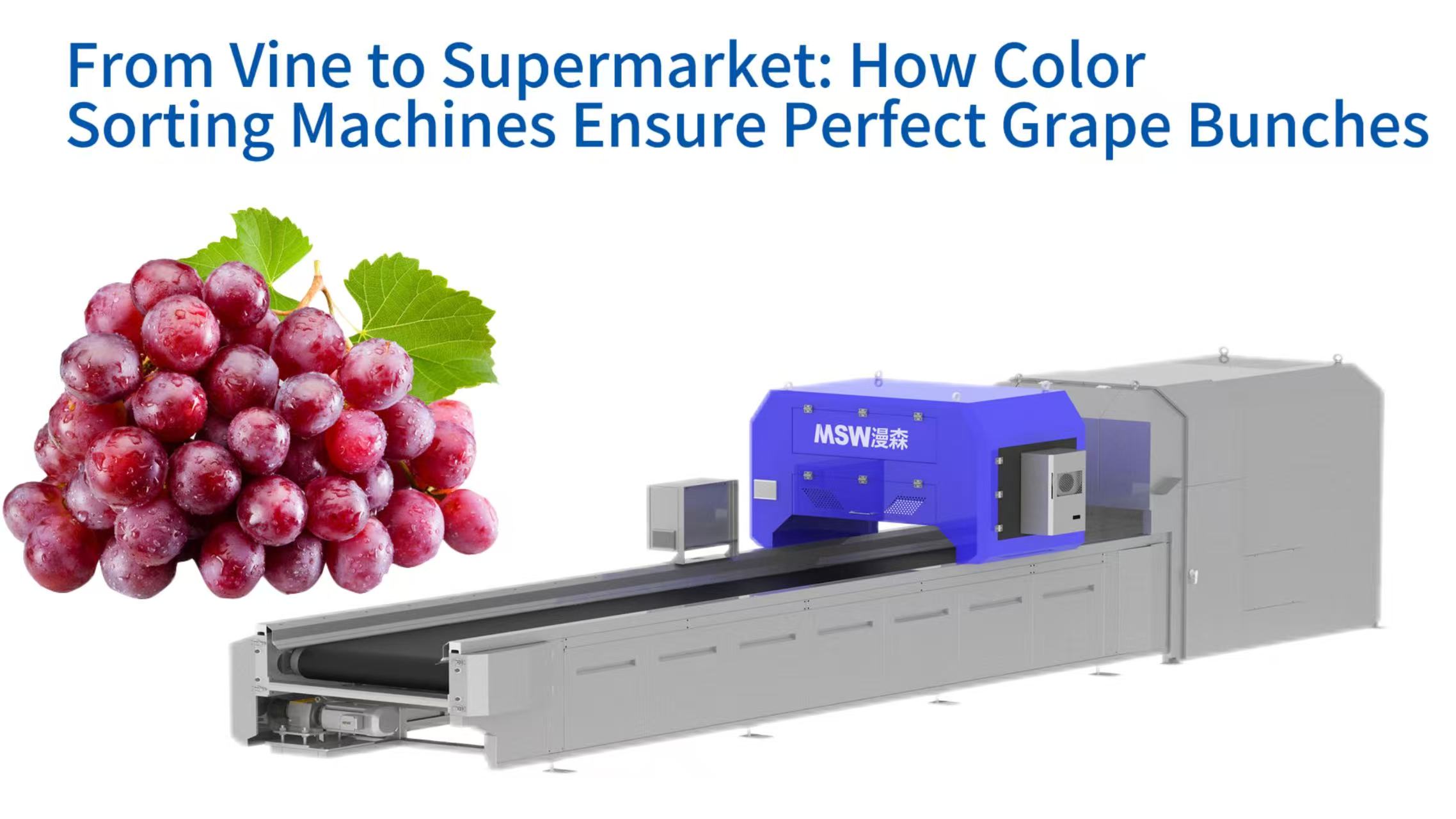 From Vine to Supermarket: How Color Sorting Machines Ensure Perfect Grape Bunches