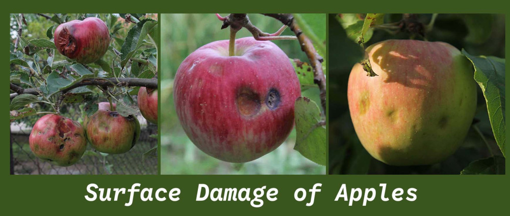 How Apple Sorting Machines Detect Surface Defects & Bruises