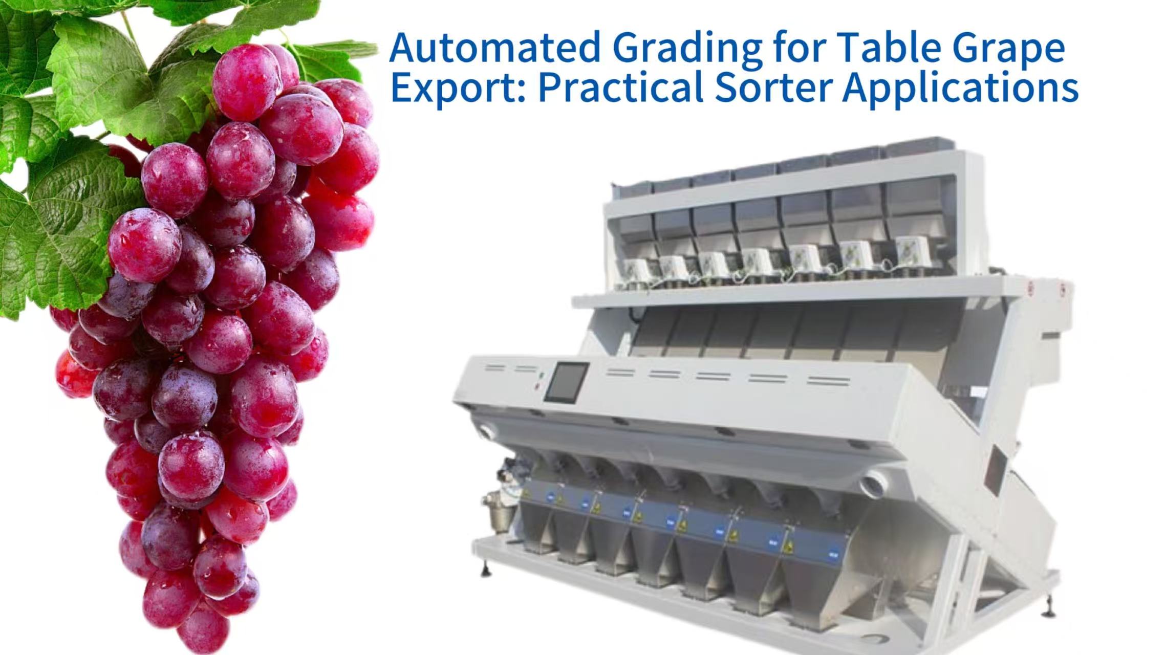 Automated Grading for Table Grape Export: Practical Sorter Applications in Modern Packing Facilities