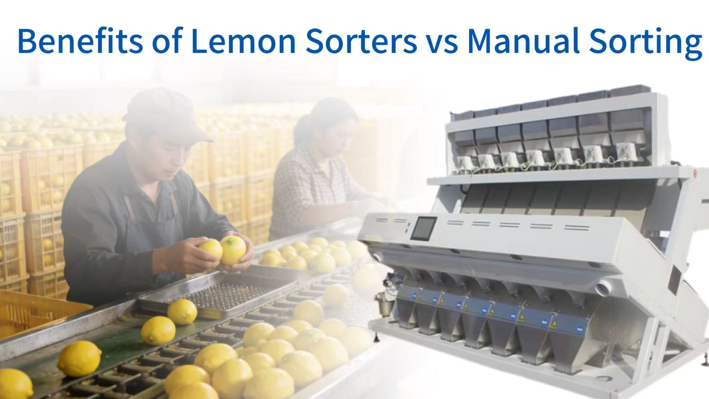 Why Lemon Sorting Machines Outperform Manual Sorting: A Comprehensive Comparison