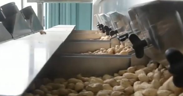 Peanut Sorting Machine